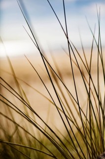Grasses in the dunes on the beach