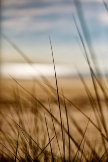 Grasses in the dunes on the beach