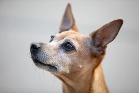 Miniature Pinscher
