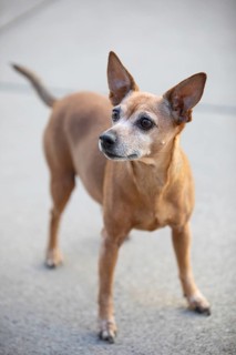 Miniature Pinscher