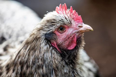 Domestic Chicken (Gallus gallus domesticus)