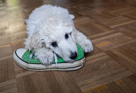 White king poodle