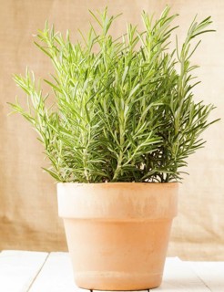 Rosemary (Rosmarinus officinalis) in pot