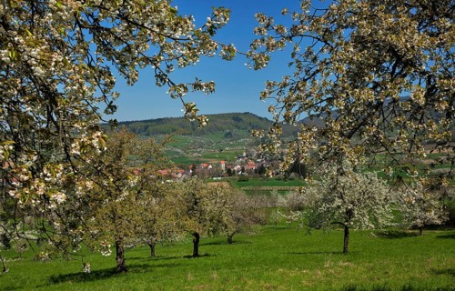 Flowering cherry trees
