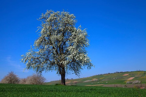 Blooming cherry tree (Prunus)