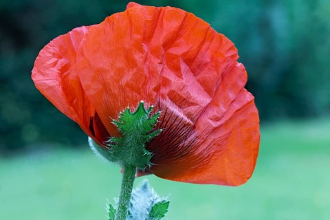 Oriental poppy (Papaver orientale)