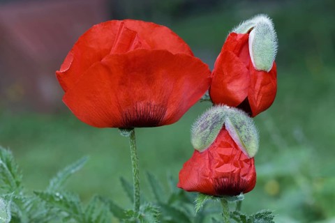 Oriental poppy (Papaver orientale)
