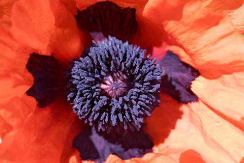 Oriental poppy (Papaver orientale)