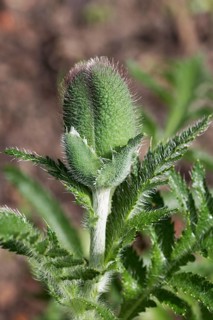 Oriental poppy (Papaver orientale)