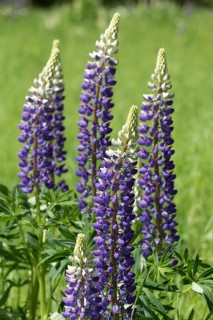 Large-leaved lupins (Lupinus polyphyllus)