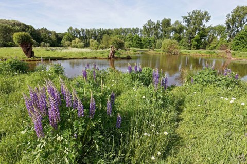 Floodplain landscape at the Erft