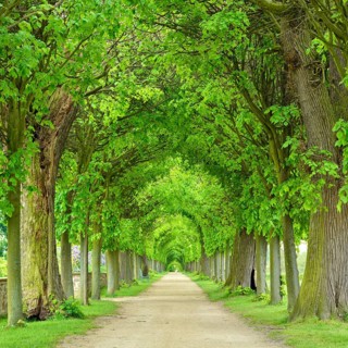 Tunnel-like lime tree avenue in spring