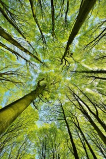 Sunny beech forest in spring