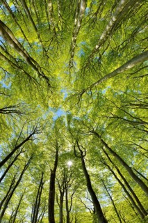 Near-natural sunny beech forest in spring