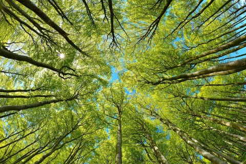 Near-natural sunny beech forest in spring