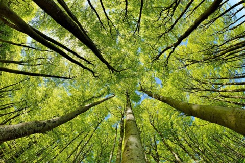 Natural sunny beech forest in spring