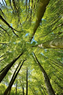 Natural sunny beech forest in spring