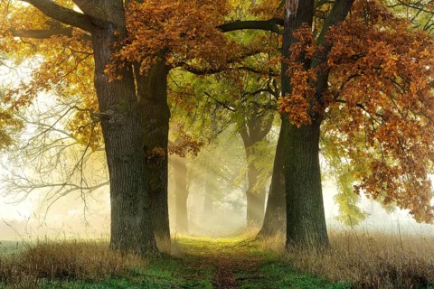 Avenue of Oaks (Quercus) and ashes (Fraxinus) in autumn
