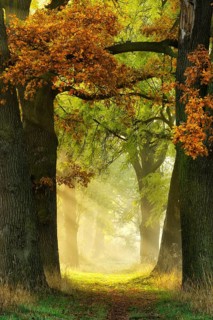 Avenue of Oaks (Quercus) and ashes (Fraxinus) in autumn