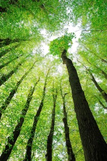 Large Linden trees (Tilia) and Oaks (Quercus) are striving towards the light