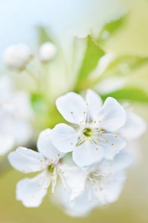 Cherry blossoms in spring
