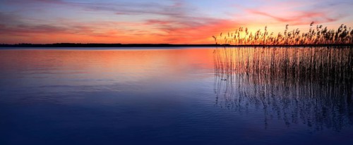 Lake with reed at sunset