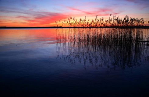 Lake with reed at sunset