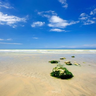 Stones overgrown with algae on the shallow sandy beach