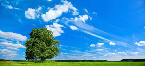 Solitaire tree