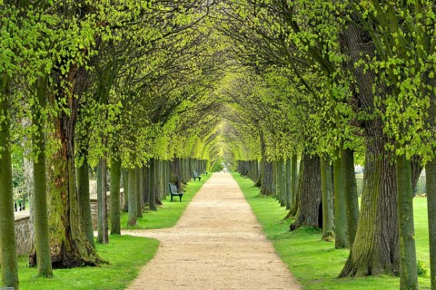 Tunnel-like lime tree avenue in spring