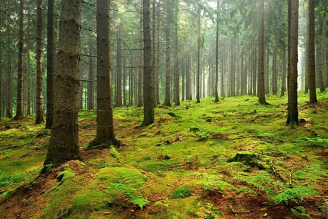 Sun shines through light spruce forest
