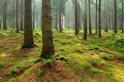 Sun shines through light spruce forest