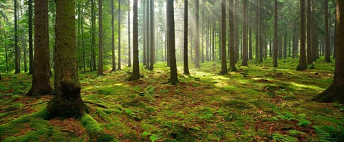 Sun shines through light spruce forest