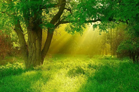 Morning atmosphere in the forest