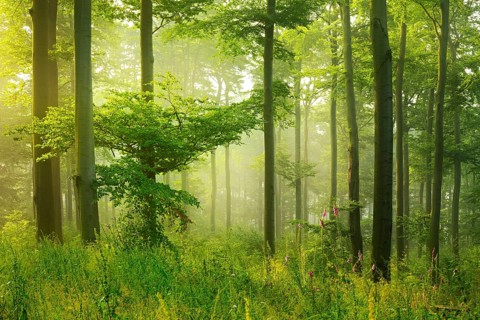 Sun shines through light spruce forest