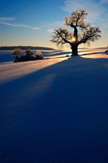 Winter landscape with solitary Oak (Quercus) at sunset
