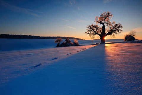 Winter landscape with solitary Oak (Quercus) at sunset