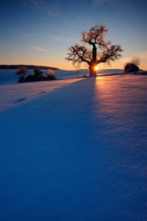 Winter landscape with solitary Oak (Quercus) at sunset