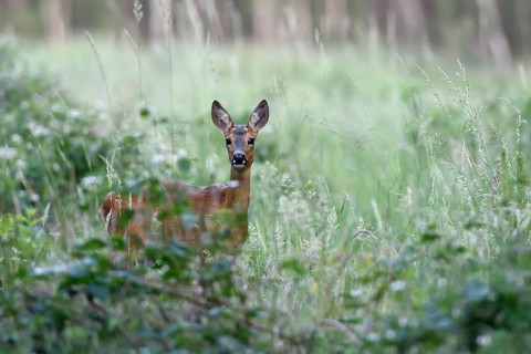 European roe deer (Capreolus capreolus) stands in Bebusch