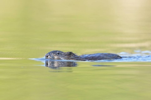 Muskrat (Ondatra zibethicus) swims through a pond