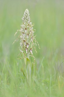 Lizard orchid (Himantoglossum hircinum)