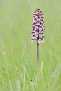 Northern marsh-orchid (Orchis purpurea) in a meadow