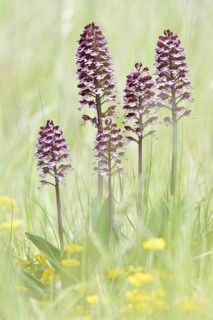 Lady Orchids (Orchis purpurea) in a meadow