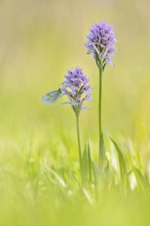 Small Whites (Pieris rapae) sits on orchid
