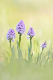 A group of three-toothed orchids (Neotinea tridentata)