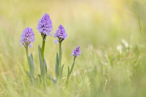 A group of three-toothed orchids (Neotinea tridentata)