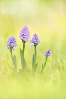 A group of three-toothed orchids (Neotinea tridentata)