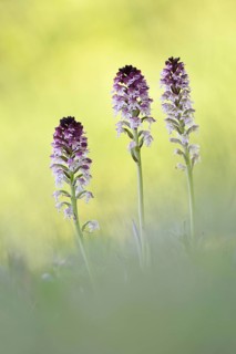 Burnt-tip orchids (Neotinea ustulata)