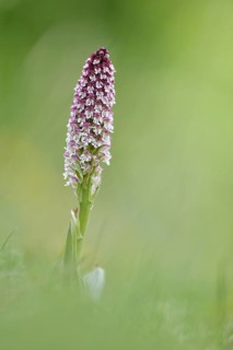 Burnt-tip orchid (Neotinea ustulata)