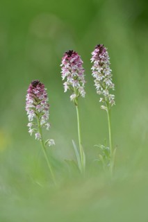 Burnt-tip orchids (Neotinea ustulata)